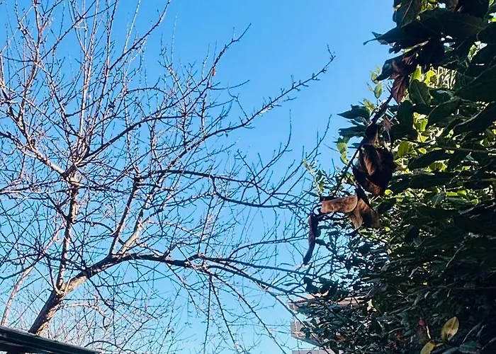 Benny In The Park, A Pochi Minuti Da Gemelli,stadio Olimpico, E Stazione Fl3 Per Centro Citta E San Pietro *